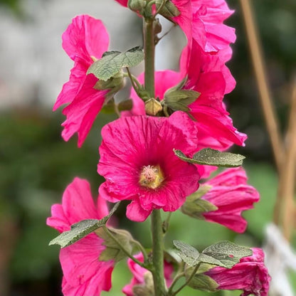 Holly Hock Flower seeds for Planting Garden Favorite Heirloom & GMO Free Seeds for Home Garden