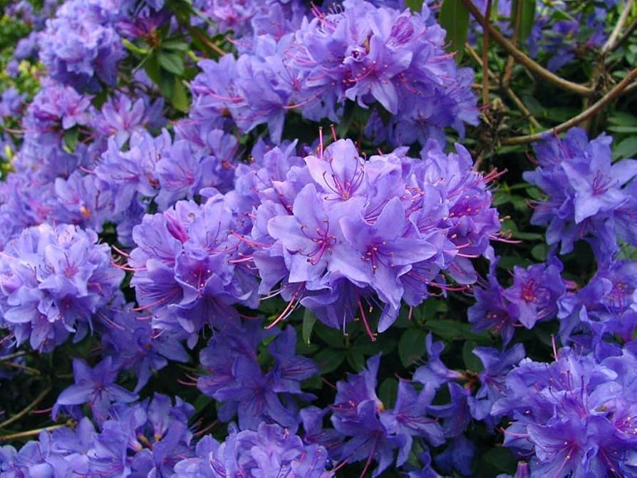 Violet Azalea Seeds For Planting - Brighten Your Space