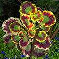 Green Geranium Flower seeds for Planting Colorful Display, Heirloom & GMO Free Seeds for Home Garden seeds for planting