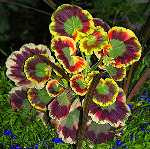 Green Geranium Flower seeds for Planting Colorful Display, Heirloom & GMO Free Seeds for Home Garden seeds for planting