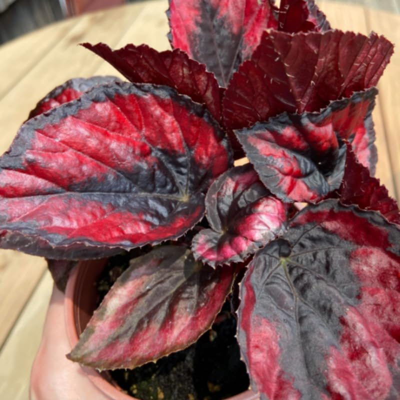 Premium Fresh Coleus Flower seeds for Planting Perfect for Borders, Heirloom & GMO Free Seeds for Home Garden seeds