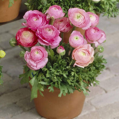 Baby Pink Ranunculus Flower seeds for Planting Cottage Garden Essential Heirloom & GMO Free Seeds for Home Garden
