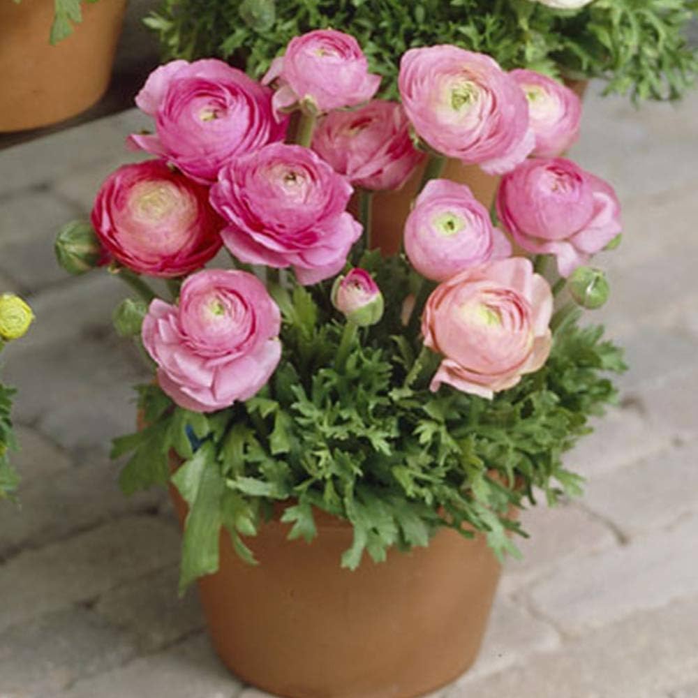 Pink Ranunculus Flower seeds for Planting Low Maintenance Heirloom & GMO Free Seeds for Home Garden