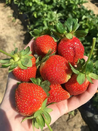 Straw Berry Planting Fruit Seeds Orange for Sweets