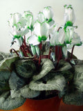 Green White Cyclamen Flower seeds for Planting Low Maintenance, Heirloom & GMO Free Seeds for Home Garden seeds for planting