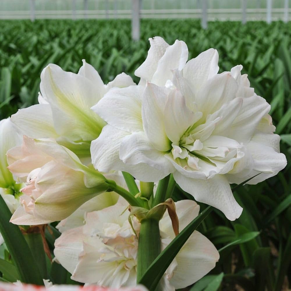 Amaryllis Barbados Flower Seeds For Planting White - Experience The Graceful In Your Space