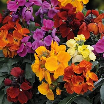 Mixed Erysimum Flower seeds for Planting Shade Tolerant, Heirloom & GMO Free Seeds for Home Garden vegetable and garden seeds
