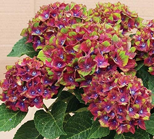 Green Red Hydrangea Flower seeds for Planting Low Maintenance, Heirloom & GMO Free Seeds for Home Garden seeds for planting