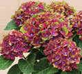 Green Red Hydrangea Flower seeds for Planting Low Maintenance, Heirloom & GMO Free Seeds for Home Garden seeds for planting