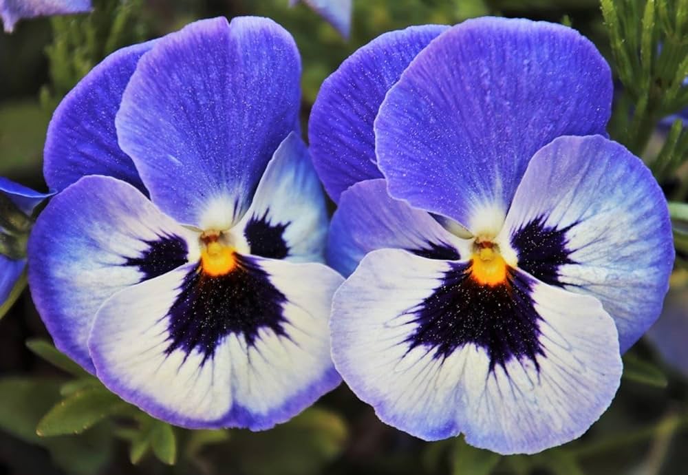 High quality Pansy Blue Flower seeds for Planting Wildflower Mix, Heirloom & GMO Free Seeds for Home Garden seeds pack