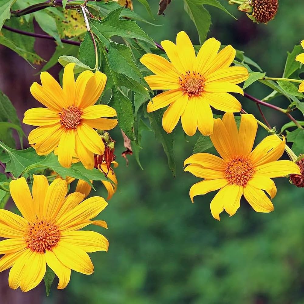 Tithonia Diversifolia Flower seeds for Planting Garden Favorite, Heirloom & GMO Free Seeds for Home Garden seeds for planting