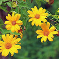 Tithonia Diversifolia Flower seeds for Planting Garden Favorite, Heirloom & GMO Free Seeds for Home Garden seeds for planting