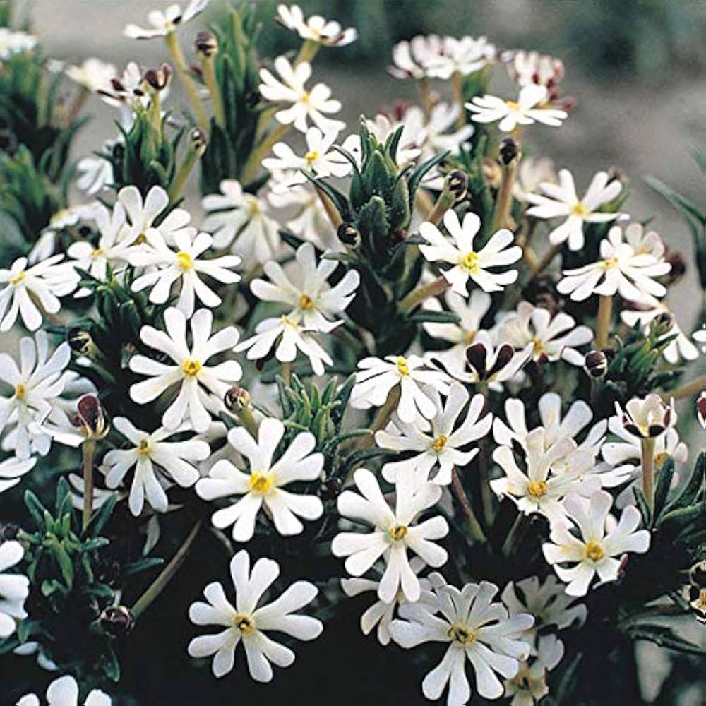 Premium White Zaluzianskya Flower seeds for Planting Perfect for Borders, Heirloom & GMO Free Seeds for Home Garden seeds