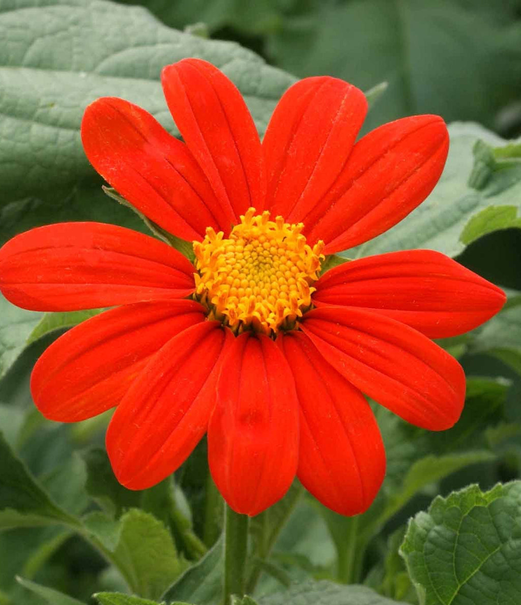 Orange Tithonia Flower seeds for Planting Vibrant Colors, Heirloom & GMO Free Seeds for Home Garden vegetable and garden seeds