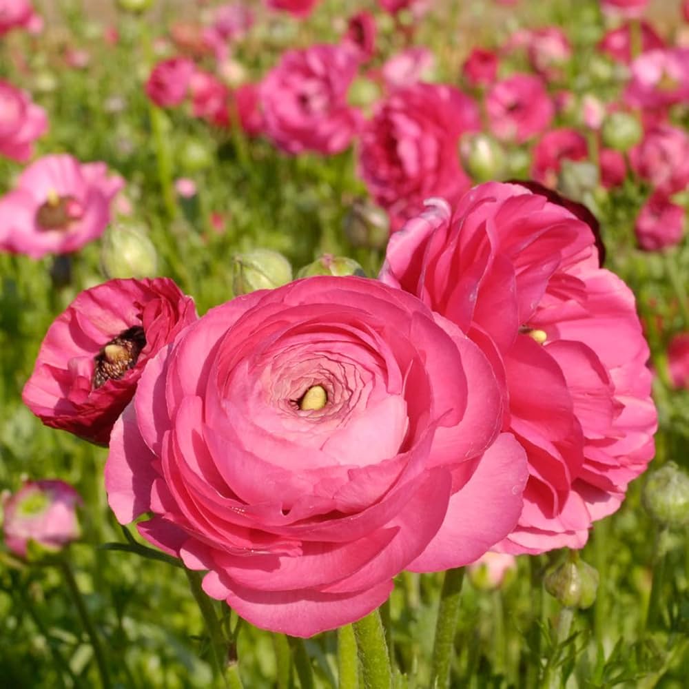 Pink Ranunculus Flower seeds for Planting Low Maintenance Heirloom & GMO Free Seeds for Home Garden