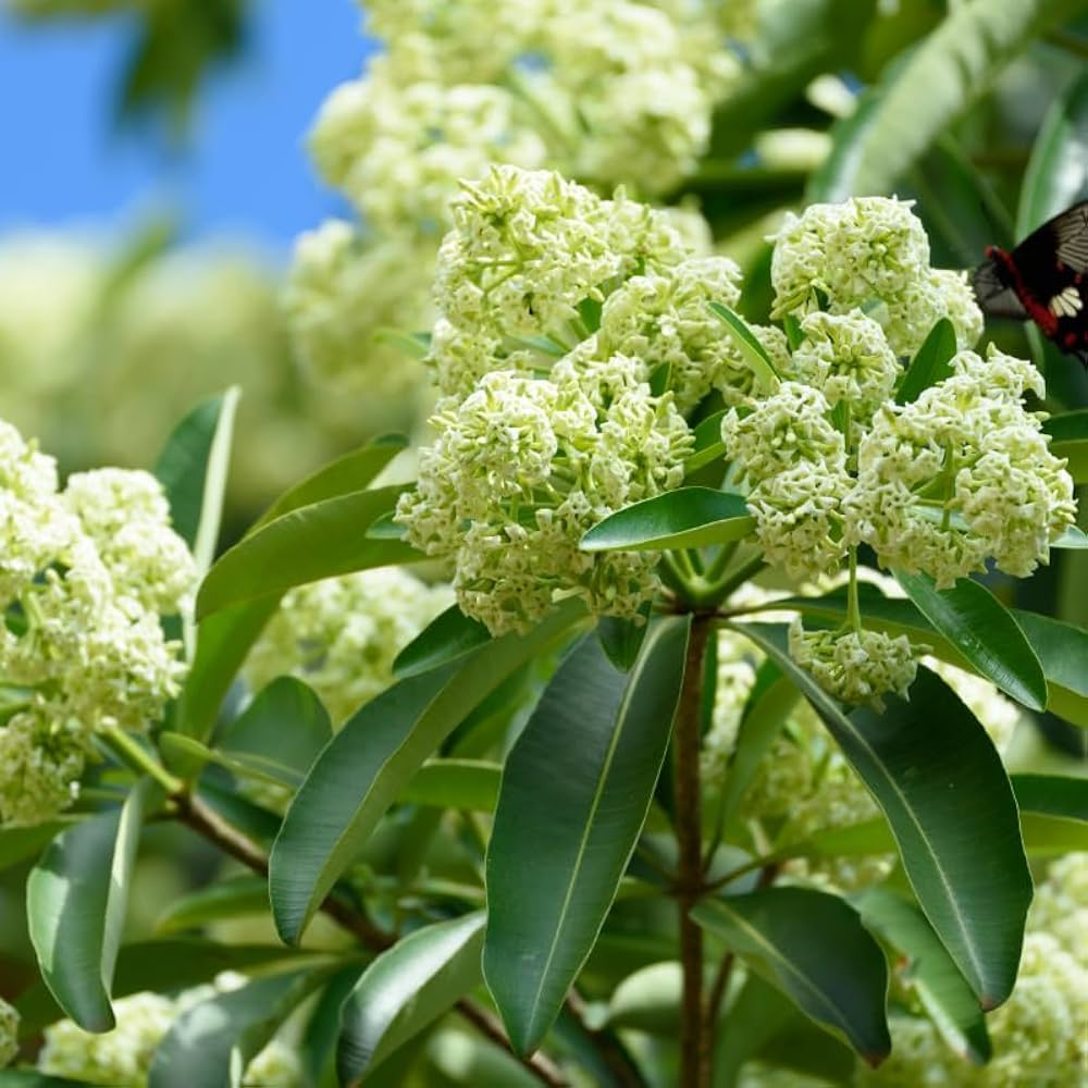Premium Ilex Paraguayensis Flower Seeds for Planting and Gardening seeds
