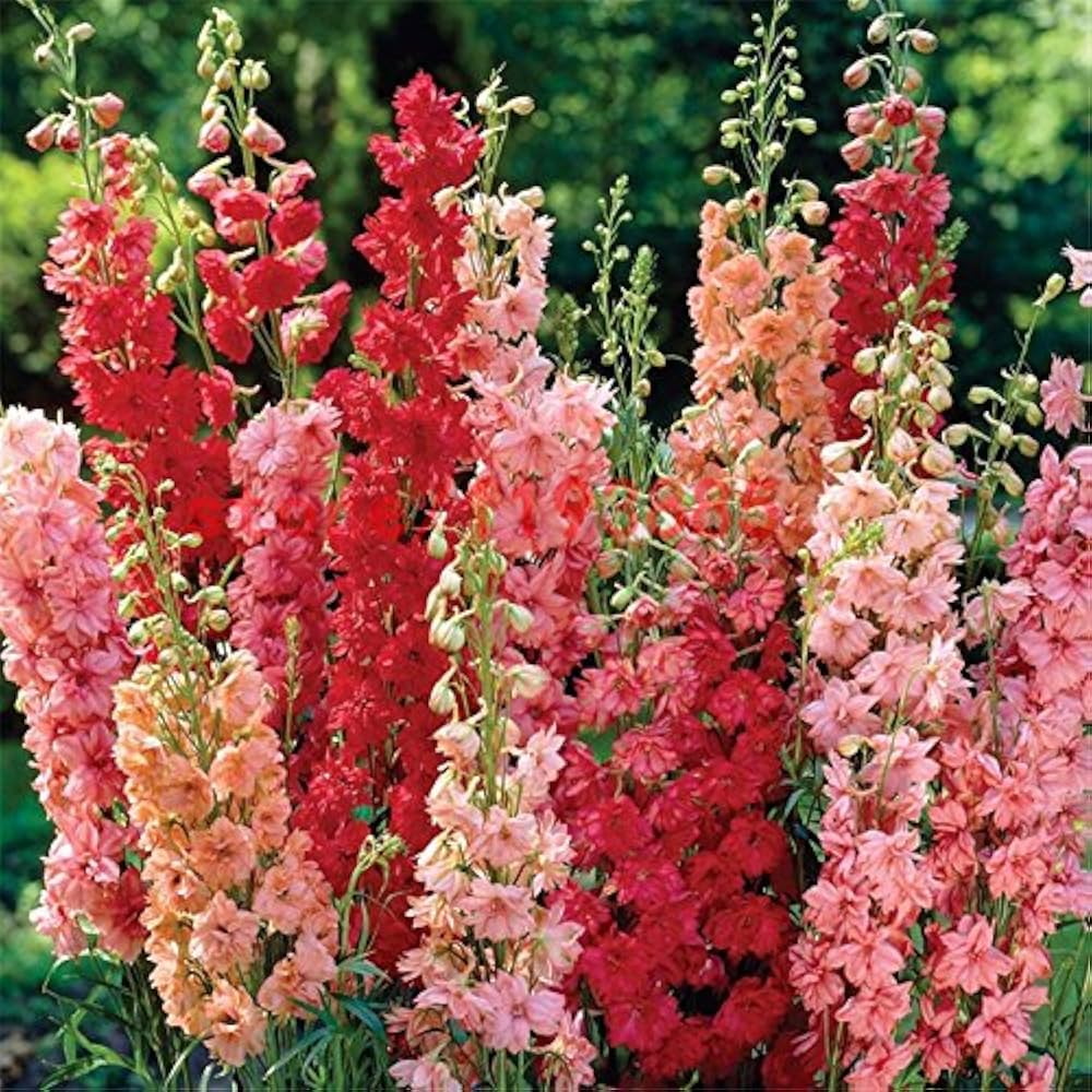 Premium Peach Matthiola Incana Flower seeds for Planting Low Maintenance, Heirloom & GMO Free Seeds for Home Garden seeds
