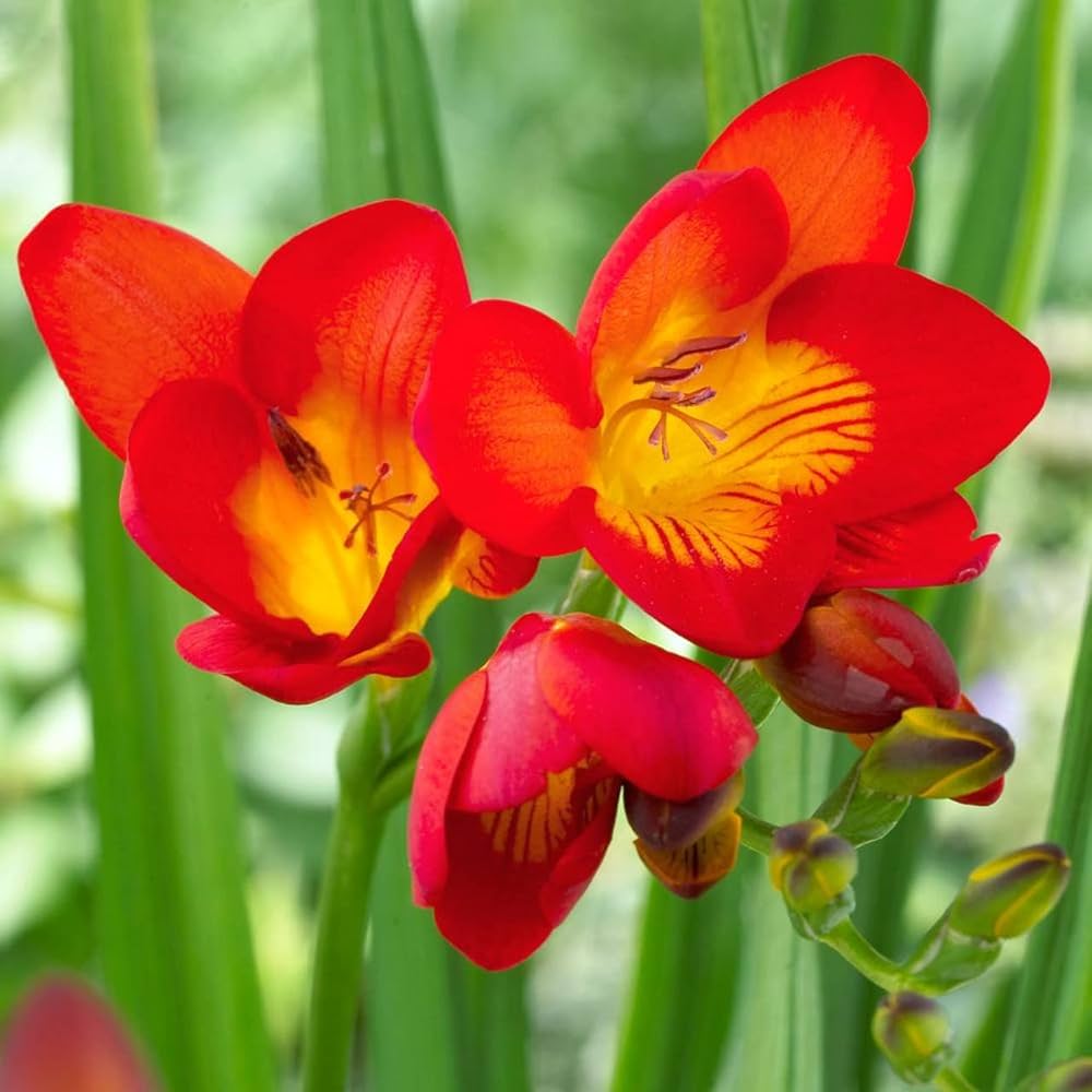 Freesia Flower seeds for Planting Fragrant Blossoms, Heirloom & GMO Free Seeds for Home Garden vegetable and garden seeds
