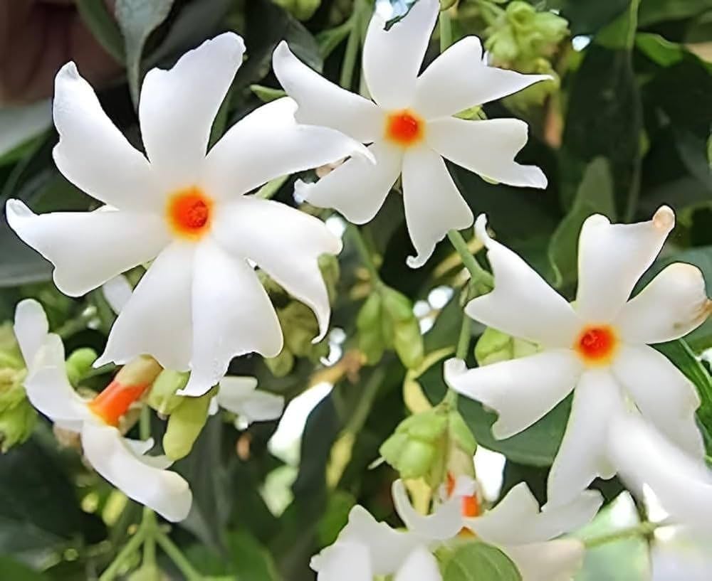 Coral Jasmine Flower seeds for Planting - Long Bloom Season, Heirloom & GMO Free Seeds for Home Garden