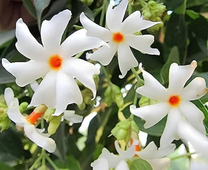 Coral Jasmine Flower seeds for Planting - Long Bloom Season, Heirloom & GMO Free Seeds for Home Garden
