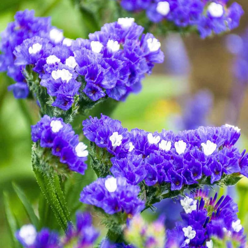 Statice Pale Blue Flower seeds for Planting - Shade Tolerant, Heirloom & GMO Free Seeds for Home Garden