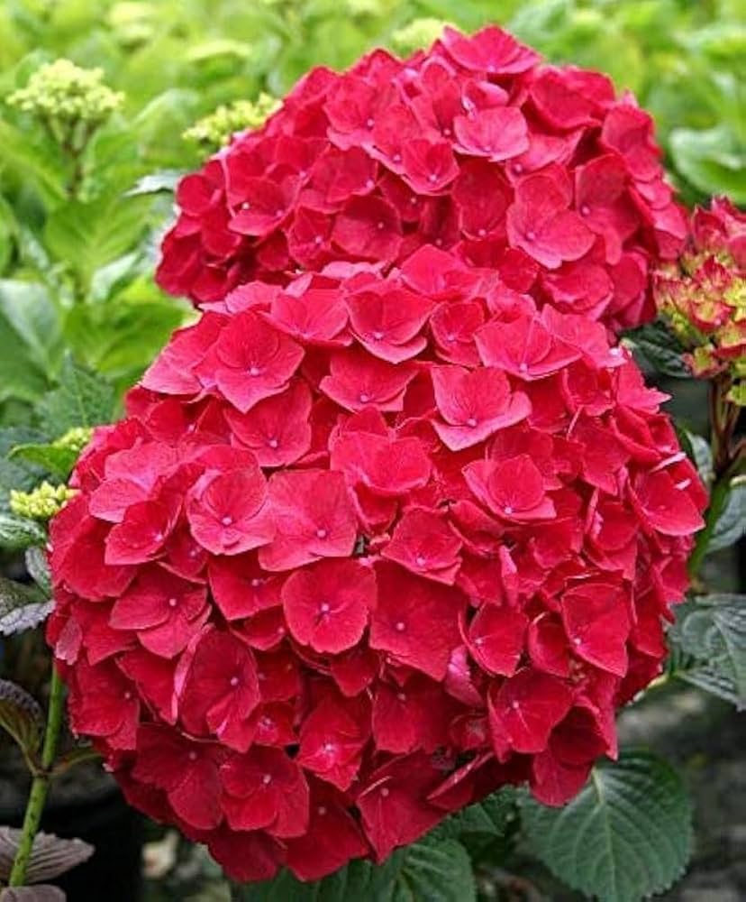 Red Baron Hydrangea Flower seeds for Planting Premium Quality, Heirloom & GMO Free Seeds for Home Garden vegetable and garden seeds