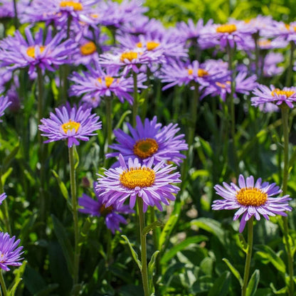 Lavender Aster Flower seeds for Planting - Garden Favorite, Heirloom & GMO Free Seeds for Home Garden