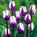 White Purple Tulip Flower seeds for Planting Seasonal Bloomer, Heirloom & GMO Free Seeds for Home Garden seeds for planting