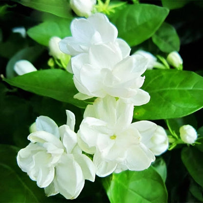 Jasmine Flower seeds for Planting - Low Maintenance, Heirloom & GMO Free Seeds for Home Garden