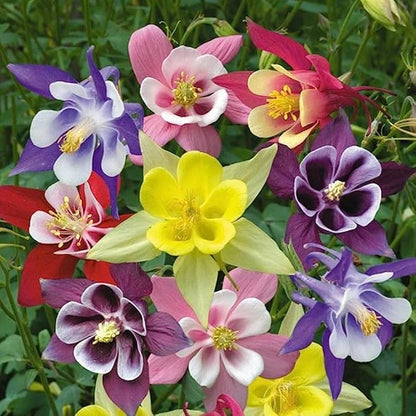 Aquilegia Flower seeds for Planting Drought Tolerant Heirloom & GMO Free Seeds for Home Garden