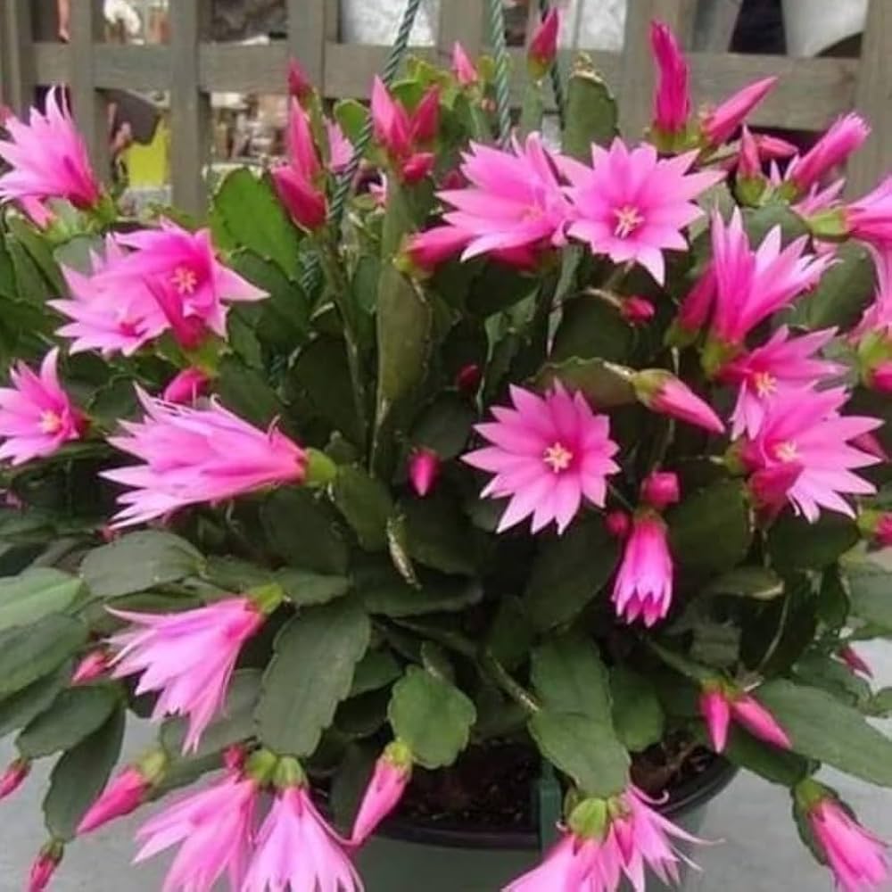 Premium Purple Schlumbergera Flower seeds for Planting Low Maintenance, Heirloom & GMO Free Seeds for Home Garden seeds