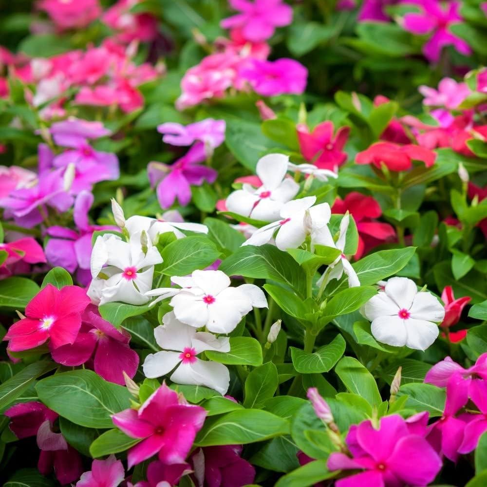 High quality Pink Vinca Rosea Flower seeds for Planting Shade Tolerant, Heirloom & GMO Free Seeds for Home Garden seeds pack