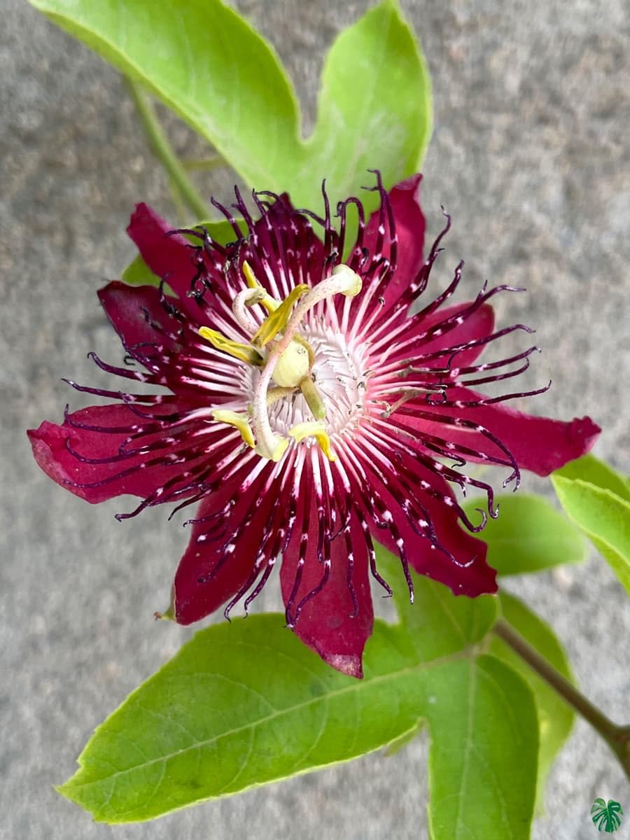 Passion Flower seeds for Planting Pollinator Friendly, Heirloom & GMO Free Seeds for Home Garden vegetable and garden seeds