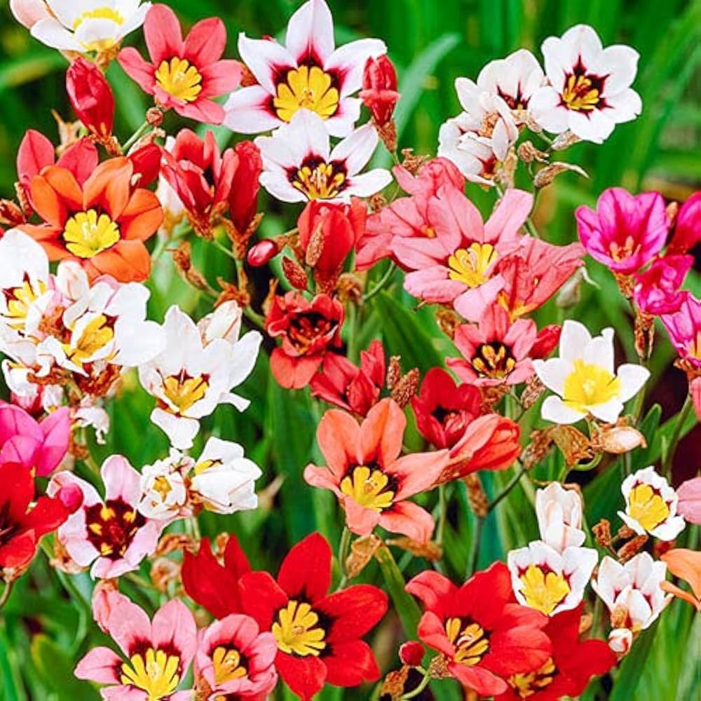 Premium Mixed Sparaxis Flower seeds for Planting Bright Blooms, Heirloom & GMO Free Seeds for Home Garden seeds