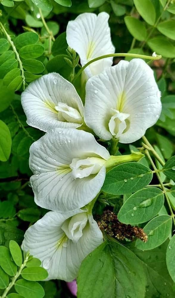 High quality Clitoria Flower seeds for Planting Hardy Variety, Heirloom & GMO Free Seeds for Home Garden seeds pack