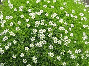 Premium White Sagina Subulata Flower seeds for Planting Wildflower Mix, Heirloom & GMO Free Seeds for Home Garden seeds