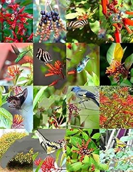 Mixed Hamelia Patens Flower seeds for Planting Premium Quality, Heirloom & GMO Free Seeds for Home Garden seeds for planting