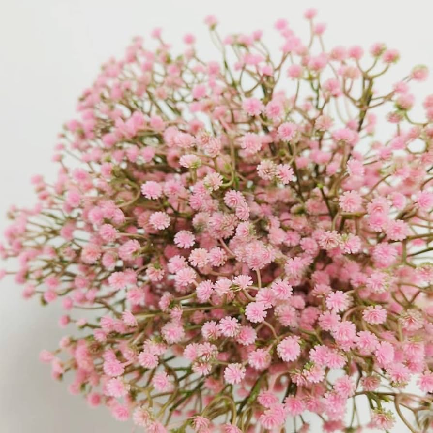 Peach Gypsophila Flower seeds for Planting Low Maintenance, Heirloom & GMO Free Seeds for Home Garden seeds for planting