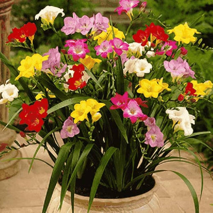 Freesia Bulbs Flower seeds for Planting Long Bloom Season Heirloom & GMO Free Seeds for Home Garden
