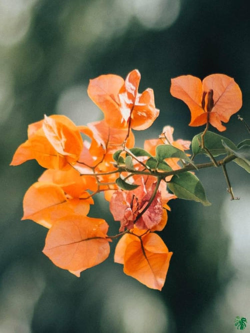 Bougainvillea Orange Flower seeds for Planting Cottage Garden Essential, Heirloom & GMO Free Seeds for Home Garden seeds for planting
