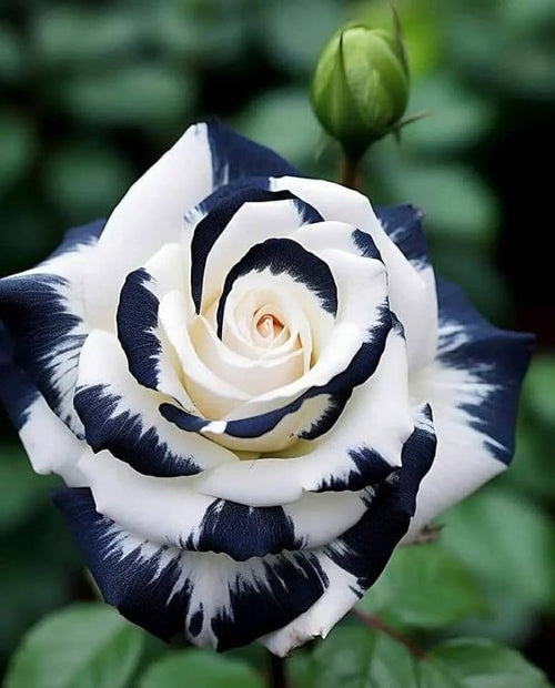 Black and White Rose Flower seeds for Planting Garden Favorite, Heirloom & GMO Free Seeds for Home Garden seeds for planting