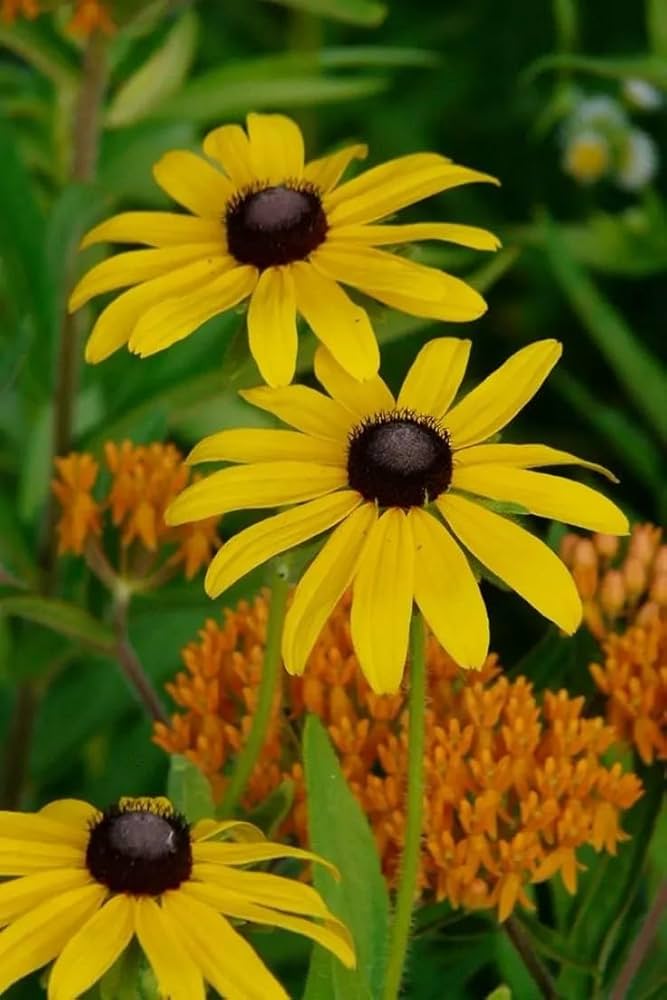 High quality Yellow ConeFlower seeds for Planting Colorful Display, Heirloom & GMO Free Seeds for Home Garden seeds pack