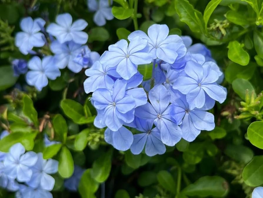 Heirloom Plumbago Flower seeds for Planting Cut Flower Favorite Heirloom & GMO Free Seeds for Home Garden
