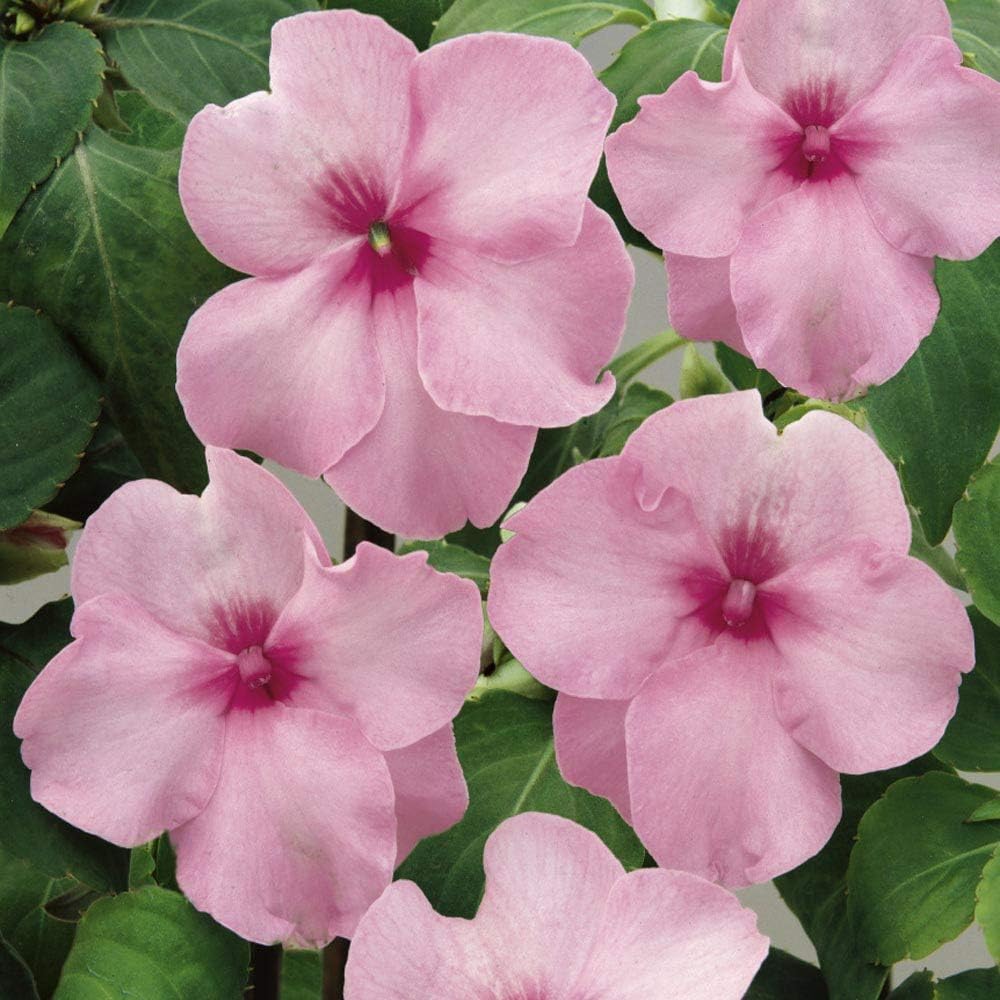 Impatiens Flower seeds for Planting Vibrant Colors, Heirloom & GMO Free Seeds for Home Garden seeds for planting