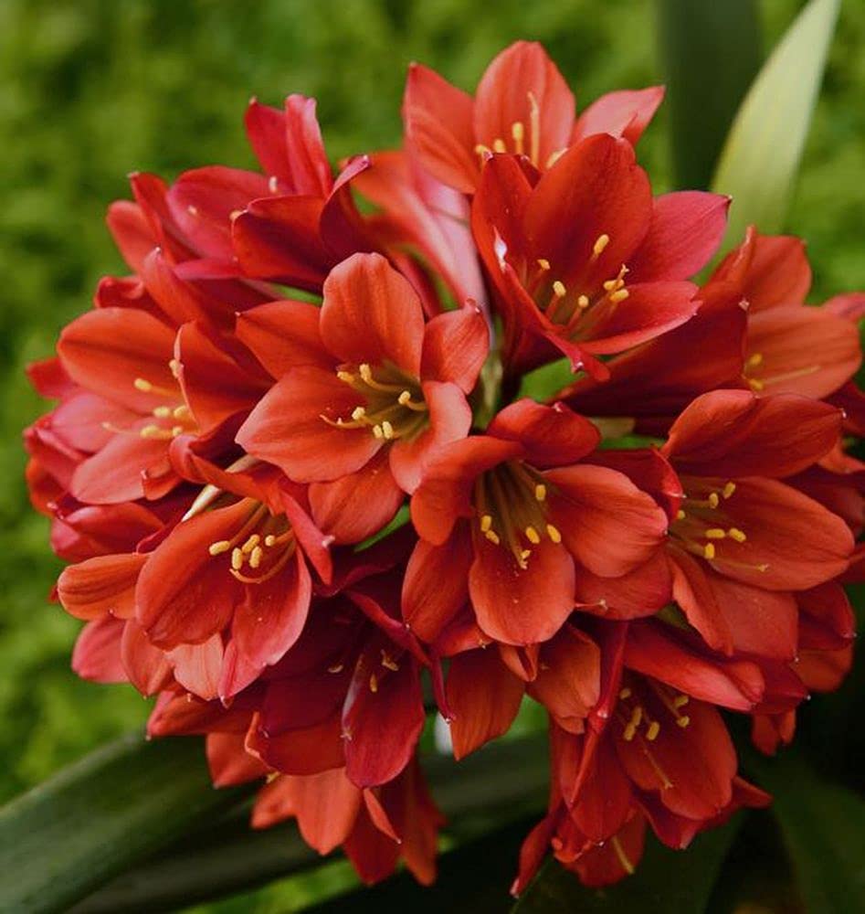 Clivia Flower seeds for Planting - Pollinator Friendly, Heirloom & GMO Free Seeds for Home Garden