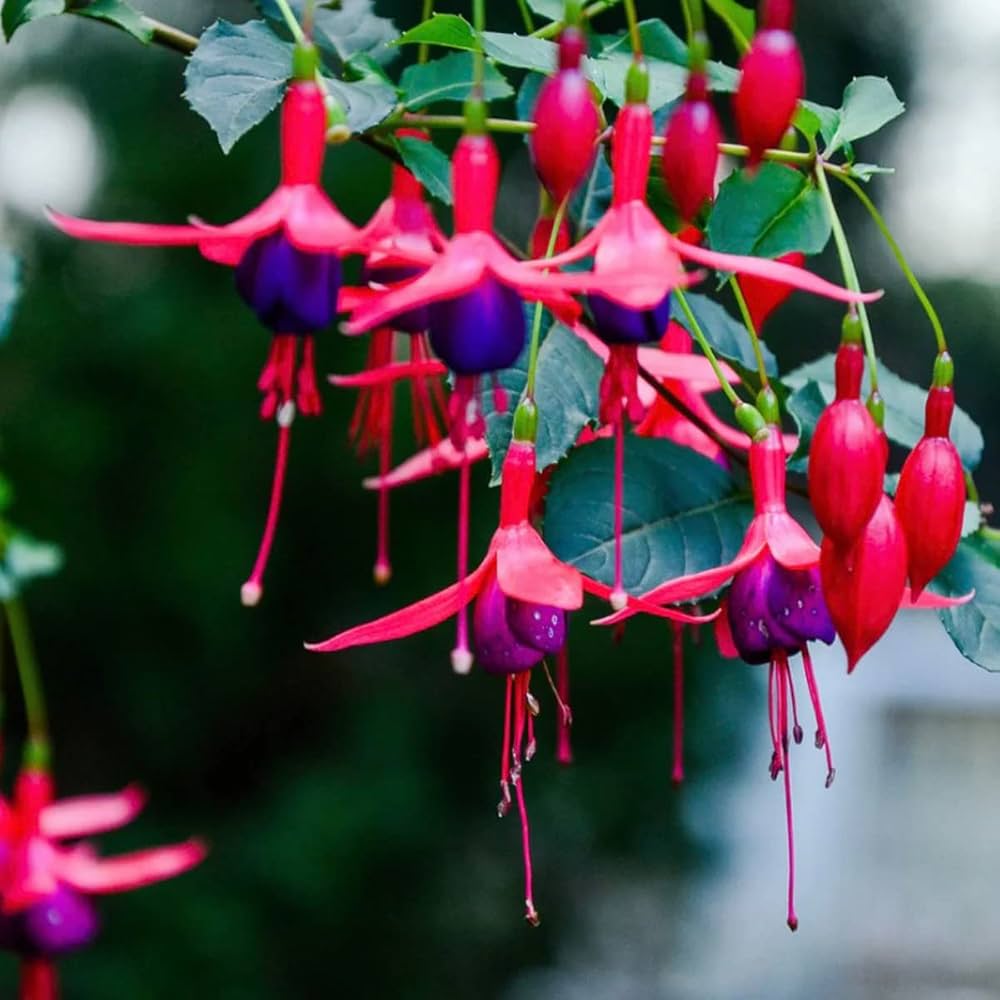 Black & Pink Fuchsia Flower seeds for Planting Wildflower Mix, Heirloom & GMO Free Seeds for Home Garden vegetable and garden seeds