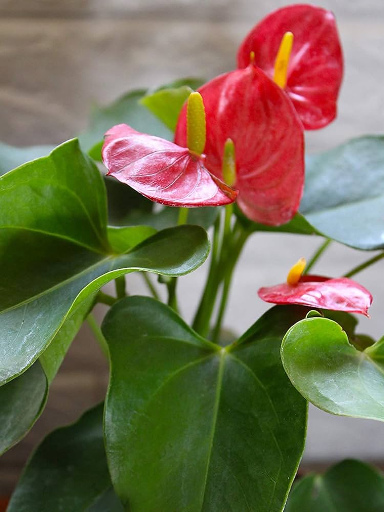 Mixed Anthurium Andraeanum Flower seeds for Planting Bright Blooms, Heirloom & GMO Free Seeds for Home Garden vegetable and garden seeds