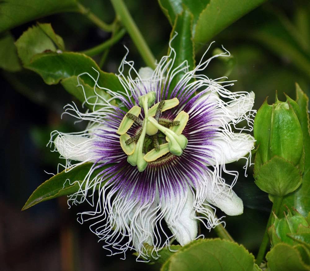 Purple Passiflora Flower seeds for Planting Cut Flower Favorite, Heirloom & GMO Free Seeds for Home Garden vegetable and garden seeds