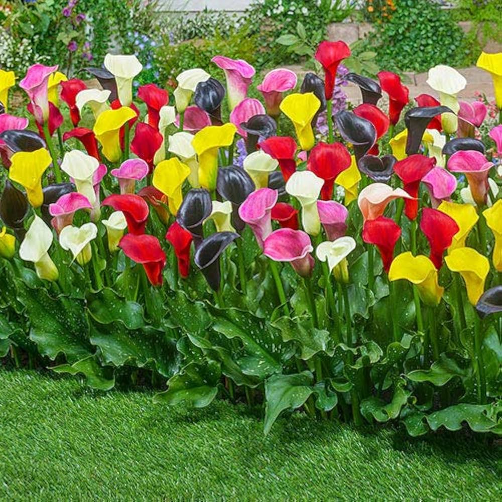 High quality Calle Flower seeds for Planting Compact Growth, Heirloom & GMO Free Seeds for Home Garden seeds pack