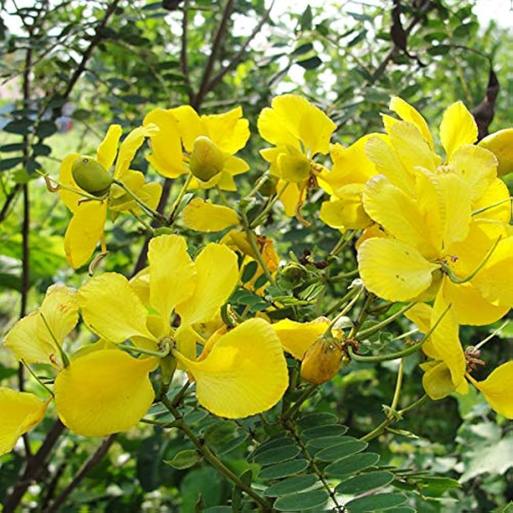 Premium Yellow Cassia Flower seeds for Planting Garden Favorite, Heirloom & GMO Free Seeds for Home Garden seeds